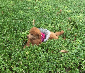 Lovin' the ground cover. Silly girl!